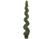6 Foot Tall Pond Boxwood Spiral Topiary Plant
