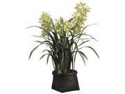 42 Inch Tall Cymbidium Orchid Plant in Woven Basket Green