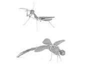 Metal Earth 3D Laser Cut Steel Models Praying Mantis AND Dragonfly = SET OF 2