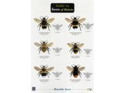 Wildlife World Bees of Britain Field Guide