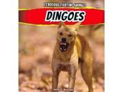 Dingoes Ferocious Fighting Animals
