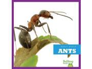 Ants Insect World