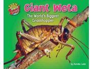 Giant Weta The Worlds Biggest Grasshopper Even More Supersized!
