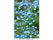 The Dirty Gardener Nemophila Menziesii Baby Blue Eyes Flowers 1 Pound