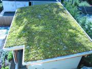 The Dirty Gardener Green Rooftop Custom Grass and Flower Mixture 10 Pounds