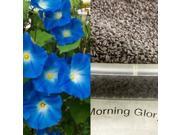 The Dirty Gardener Heavenly Blue Morning Glory Flower Seeds 1 Ounce