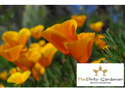 The Dirty Gardener Eschscholzia Californica Mission Bells California Orange Poppy .5 Pounds