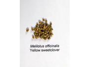 The Dirty Gardener Yellow Blossom Sweet Clover Seeds 1 Pound