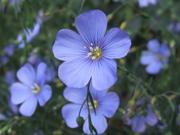 The Dirty Gardener Linum Perenne Blue Flax 1 Ounce