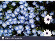The Dirty Gardener Nemophila Menziesii Baby Blue Eyes Flowers .5 Pounds