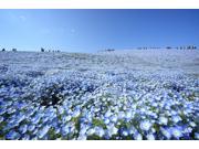 The Dirty Gardener Nemophila Menziesii Baby Blue Eyes Flowers 500 Seeds