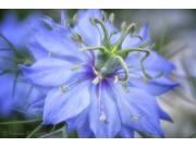 The Dirty Gardener Nigella Damascene Love in a Mist Fennel Flower Mix 100 Seeds