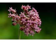 The Dirty Gardener Asclepias Syriaca Common Milkweed 50 Seeds