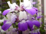 The Dirty Gardener Collinsia Heterophylla Chinese Houses Innocence Flowers .25 Pounds