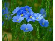 The Dirty Gardener Linum Perenne Blue Flax 1 Pound