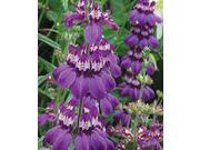 The Dirty Gardener Collinsia Heterophylla Chinese Houses Innocence Flowers .5 Pounds