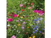 The Dirty Gardener Hummingbird and Butterfly Wildflower Seed Mix 1 Ounce