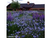 The Dirty Gardener Linum Lewisii Blue Flax 100 Seeds