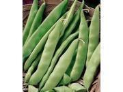 The Dirty Gardener Heirloom Burpee Stringless Bush Beans 1 Pound