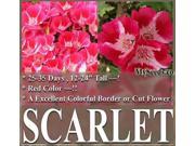 The Dirty Gardener Clarkia Godetia Dwarf Scarlet Flowers 1 Pound