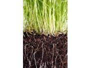 The Dirty Gardener Mix of Low Growing Grass and Flowers Lawn 2 Pounds
