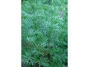 The Dirty Gardener Sagewort Artemisia Annua Sweet Wormwood 10 Seeds