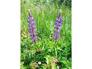 The Dirty Gardener Lupinus Perennis Blue Lupine Wildflowers 5 Pounds