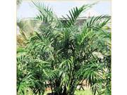 The Dirty Gardener Chamaedorea Elegans Parlor Palm 500 Seeds