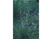 The Dirty Gardener Alkali Fultz Salt Tolerant Grass 5 Pounds