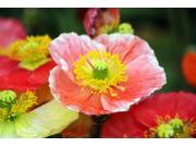 HG Iceland Perennial Poppies 20 Seeds