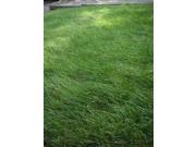 The Dirty Gardener Kenicott Creeping Red Fescue Lawn Grass 2 Pounds