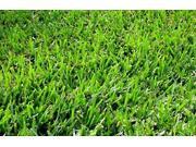 The Dirty Gardener Coated Bermuda Grass Seed 10 Pounds
