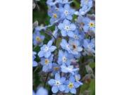 The Dirty Gardener Chinese Forget Me Not Flowers 1 Ounce