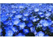 The Dirty Gardener Heirloom Baby Blue Eyes Nemophilia Flowers 50 Seeds