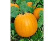 The Dirty Gardener Mammoth Gold Pumpkin Seeds 1 Pound