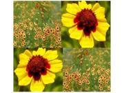 The Dirty Gardener Coreopsis Tinctoria Coreopsis Yellow Red Plain Flowers 1 Pound