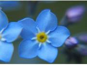 The Dirty Gardener Chinese Forget Me Not Flowers 216 000 Seeds
