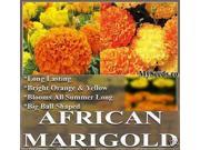 The Dirty Gardener African Marigold Crackerjack T. Erecta Flower Mix 1 Pound