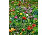 The Dirty Gardener Low Growing Wildflower Seed Mixture 1 Pound