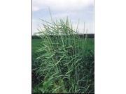 The Dirty Gardener Slender Wheatgrass Ornamental Grass 1 Pound