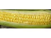 The Dirty Gardener Hybrid Bodacious Sweet Corn 1 Pound