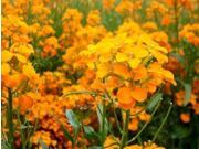 The Dirty Gardener Cheiranthus Allionii Siberian Wallflower Flowers 100 Seeds