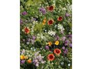 The Dirty Gardener Beneficial Insectary Flower Mix 1 Pound