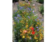 The Dirty Gardener Elite Wildflower Seed Mixture .13 Pounds
