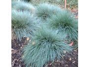 The Dirty Gardener Festuca Glauca Blue Fescue Ornamental Grass 250 Seeds
