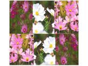 The Dirty Gardener Heirloom Cosmos Bipinnatus Sensation Flower Mix 32 000 Seeds 8 Ounces