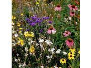 The Dirty Gardener Southwest Wildflower Seed Mix 0.5 Pounds