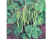 The Dirty Gardener Heirloom Organic Tendergreen Bush Beans 20 Seeds