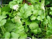 The Dirty Gardener Heirloom Organic Cilantro Herb 25 Seeds
