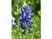 The Dirty Gardener Texas Bluebonnet Flowers 1 Pound
